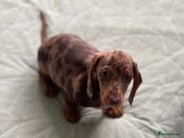 Dachshund dogs - Advert 5