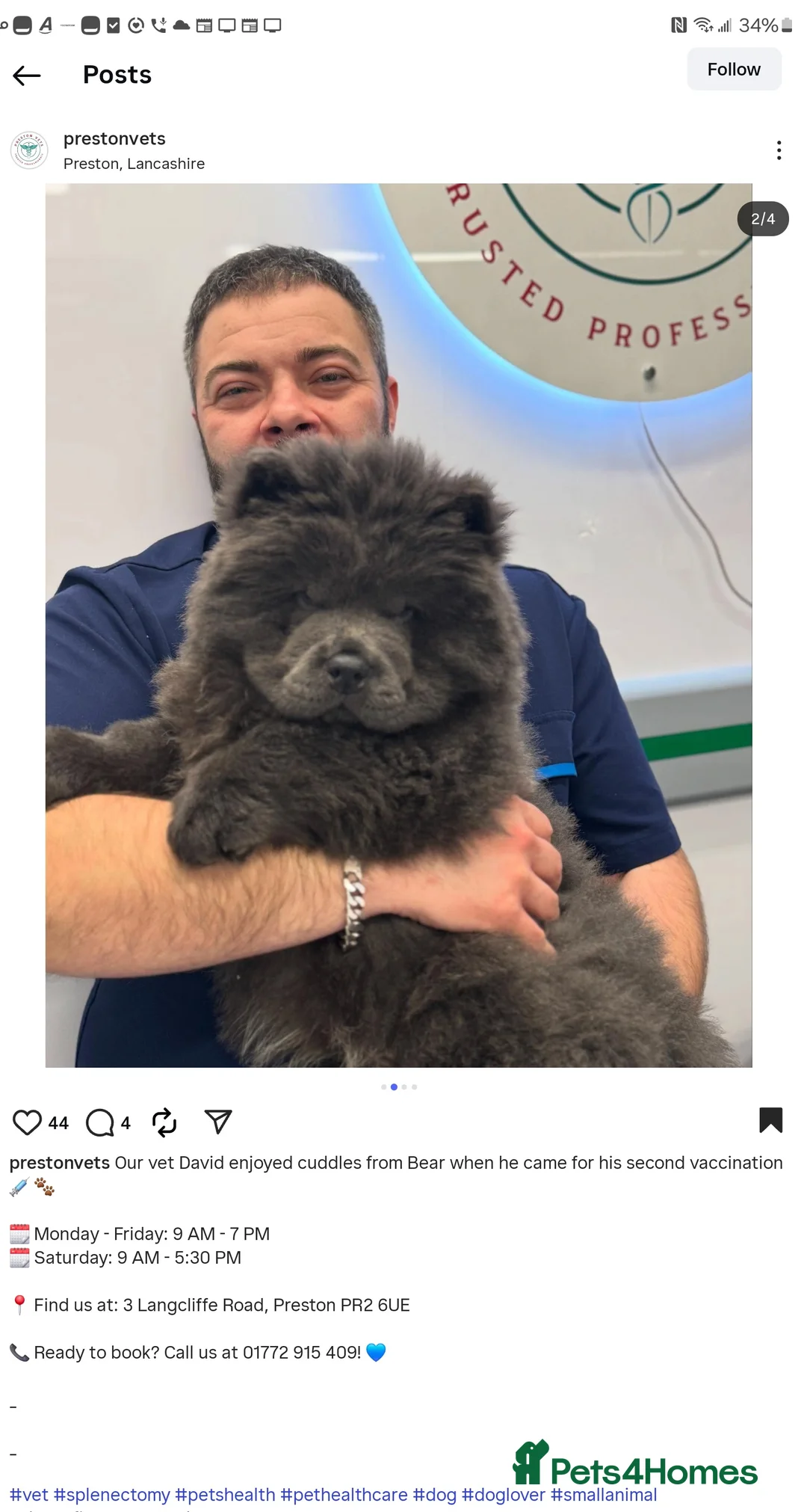 Chow Chow dogs for stud: KC Blue Chow Stud Blue Chow Chow Stud  - Advert 9