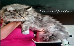 Maine Coon cats for sale: GCCF active / domestic Maine Coon  - Image 25