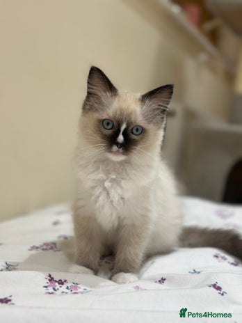 Ragdoll cats GCCF reg parents , pure breed ragdoll kittens 🤍 - Advert 15