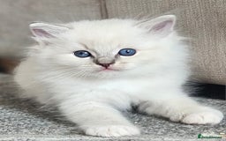 Ragdoll cats for sale: Tica registeeed tabby bicolour ragdolls - Image 21