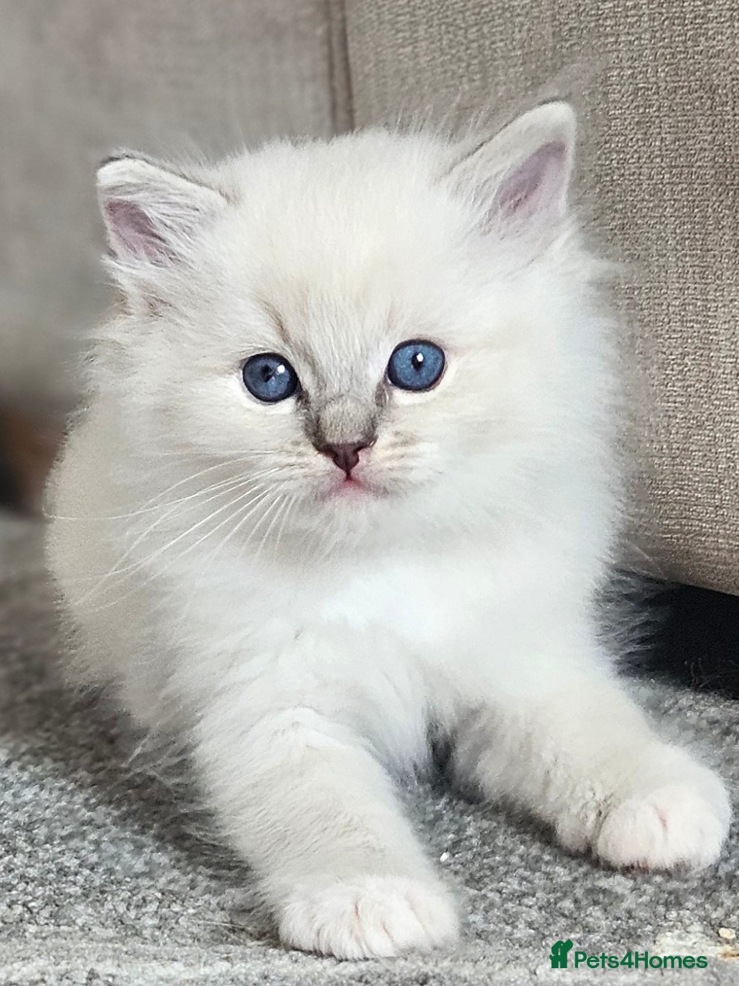 Ragdoll cats for sale: Tica registeeed tabby bicolour ragdolls - Image 21