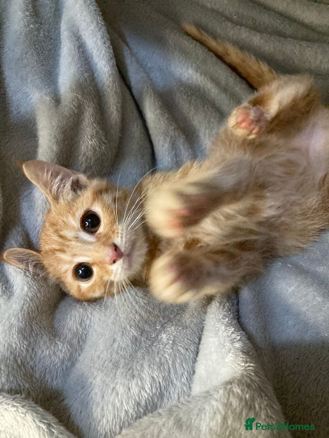 Mixed Breed cats for sale: Semi long hair and ginger kittens - Image 2