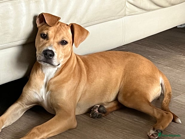 Mixed Breed dogs - Advert 12