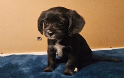 Mixed Breed dogs for sale: Cocker spaniel cross puppies - Image 8