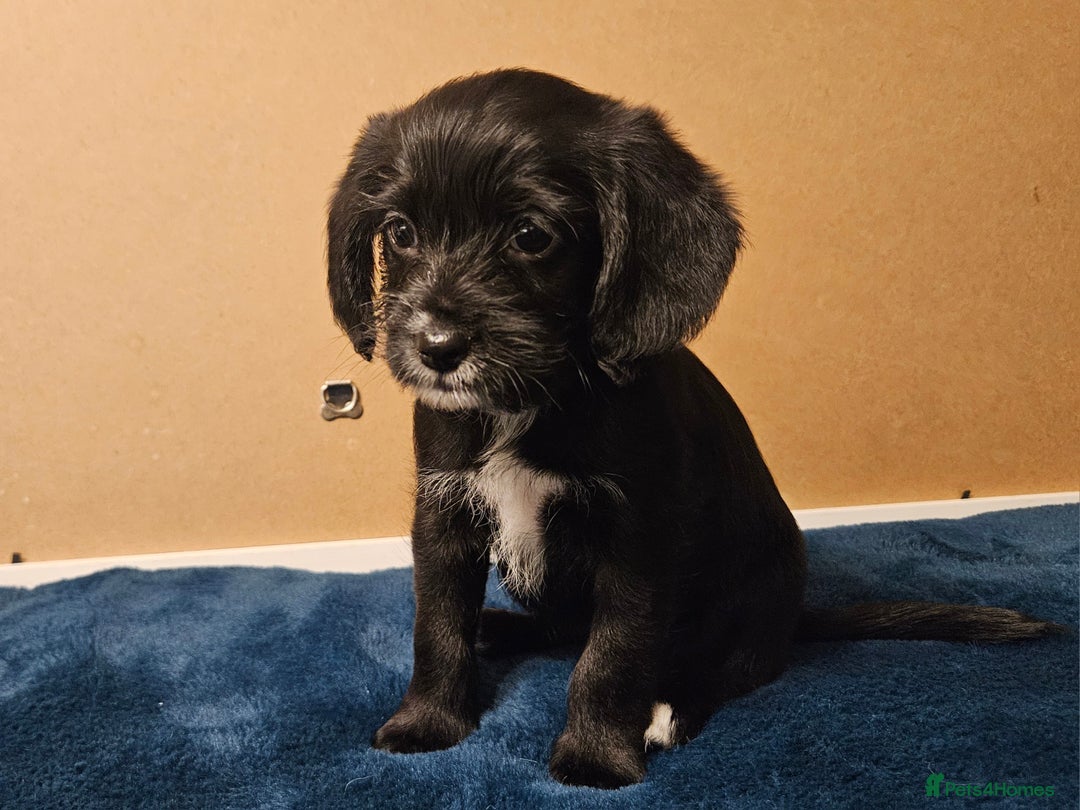Mixed Breed dogs for sale: Cocker spaniel cross puppies - Image 8