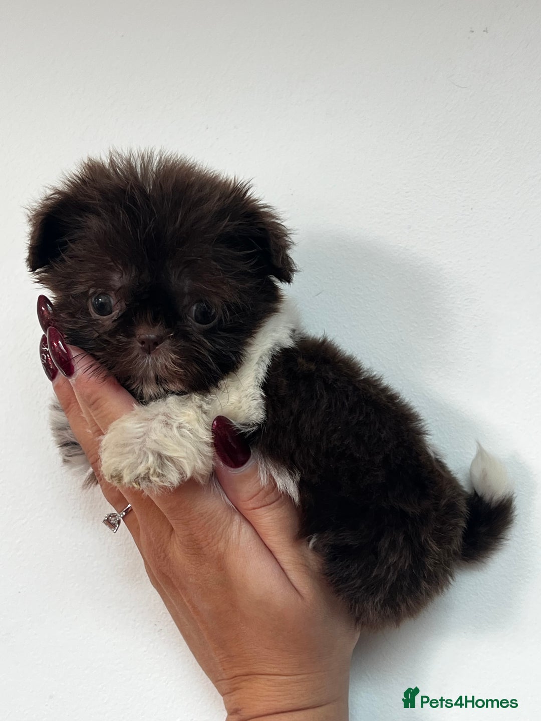 Shih Tzu dogs for sale: Chocolate and cream dinky pedigree shitzu girl  - Advert 1