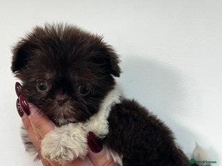 Shih Tzu dogs Chocolate and cream dinky pedigree shitzu girl - Advert 11