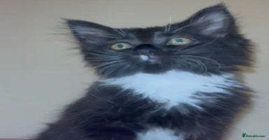 Ragdoll cats - Advert 7