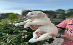 Golden Retriever dogs for sale: 1 Male Puppy Available  - Image 6