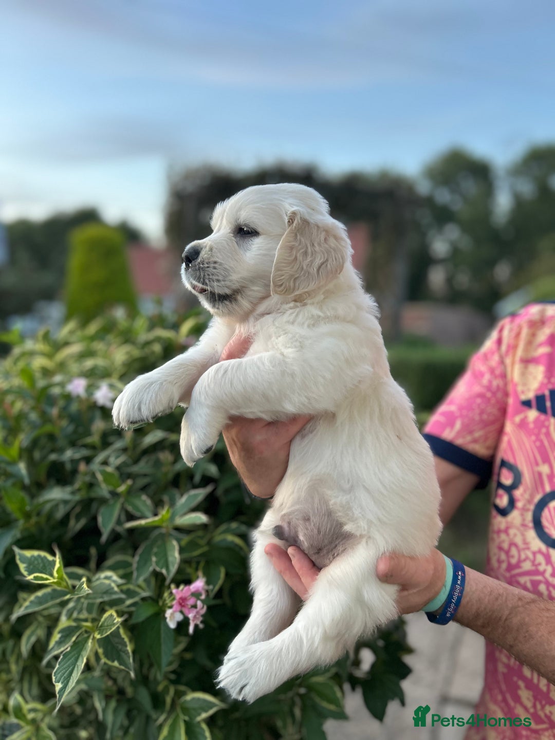 Golden Retriever dogs for sale: 1 Male Puppy Available  - Image 6