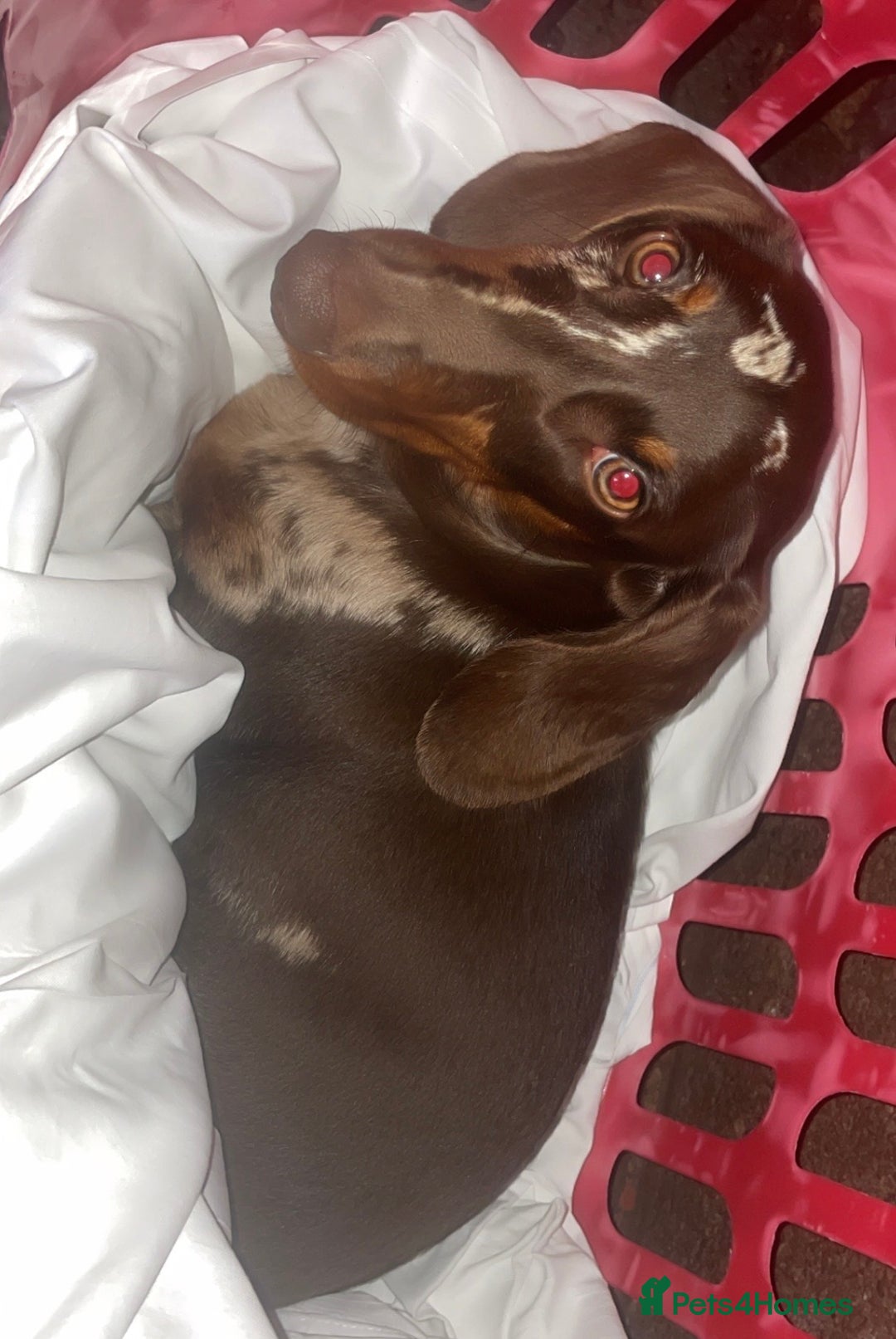 Dachshund dogs for sale: Dapple Boy Dachshund 🐶🐶 - Image 2