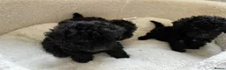 Mixed Breed dogs for sale: Beautiful black beddipoos  in Bishop Auckland - Advert 6