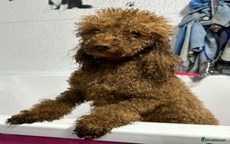 Toy Poodle dogs for sale: Toy poodle puppies ready now. Aberdeenshire - Image 23