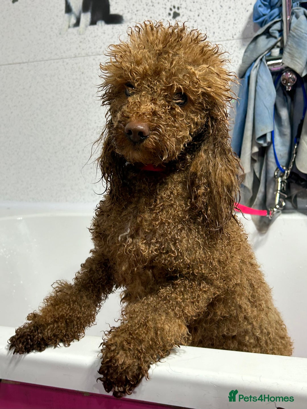 Toy Poodle dogs for sale: Toy poodle puppies ready now. Aberdeenshire - Image 23