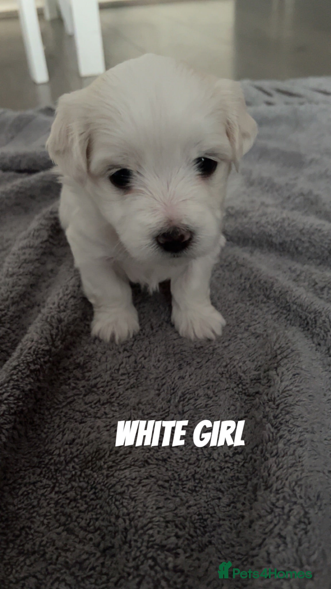 Maltese dogs 🤍 Beautiful Maltese Puppies – Ready to Reserve 🤍 - Advert 2