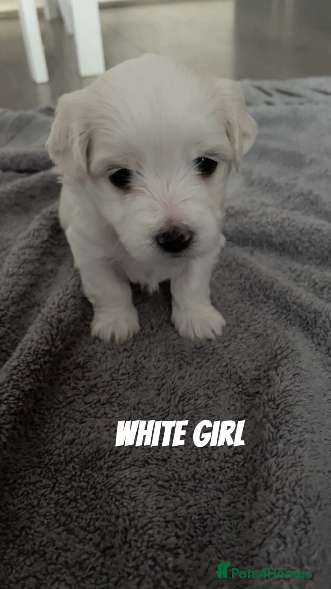 Maltese dogs for sale: 🤍 Beautiful Maltese Puppies – Ready to Reserve 🤍 - Advert 2
