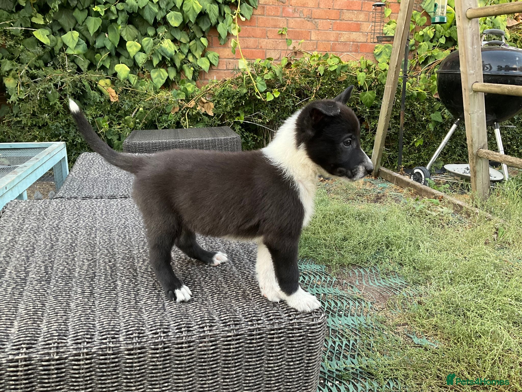 Mixed Breed dogs 🐾 Beautiful Shollie puppies (one more!) - Advert 2