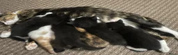 Mixed Breed cats for sale: Beautiful Kittens for Sale - Advert 2