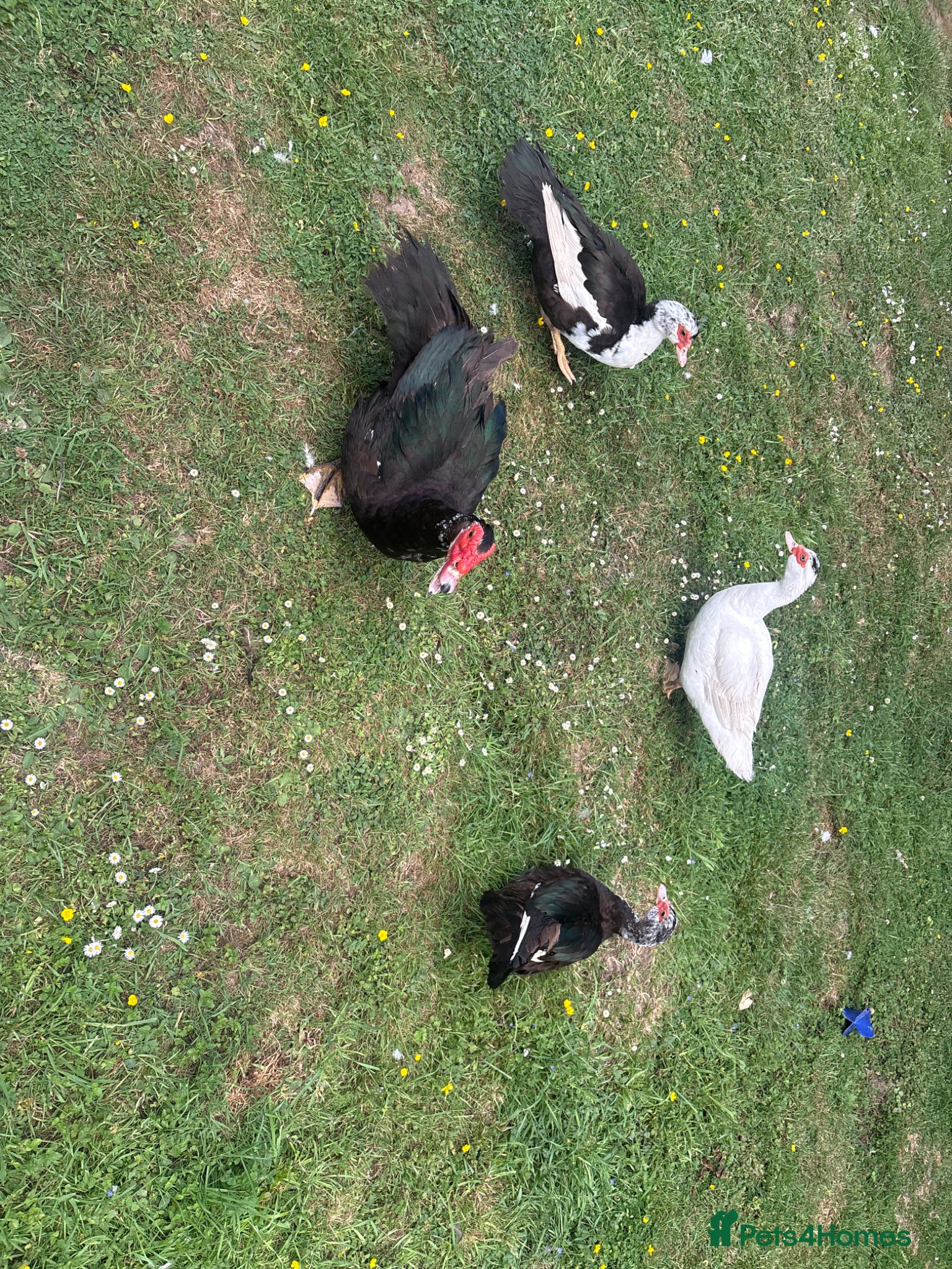 Ducks poultry for sale: Muscovy ducks and aylesbury duck  - Advert 1