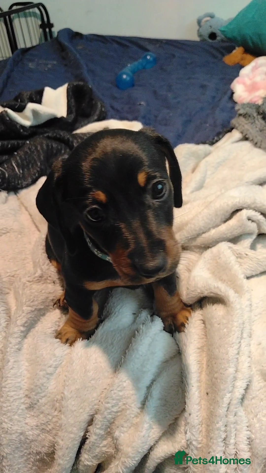 Dachshund dogs Stunning litter of dachshund puppies - Advert 2