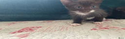 Mixed Breed cats for sale: Siamese x Maine coon kittens - Advert 21