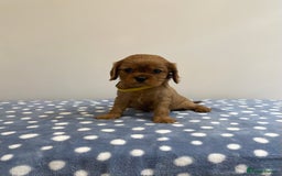Cavalier King Charles Spaniel dogs for sale: Cavalier King Charles  - Image 33