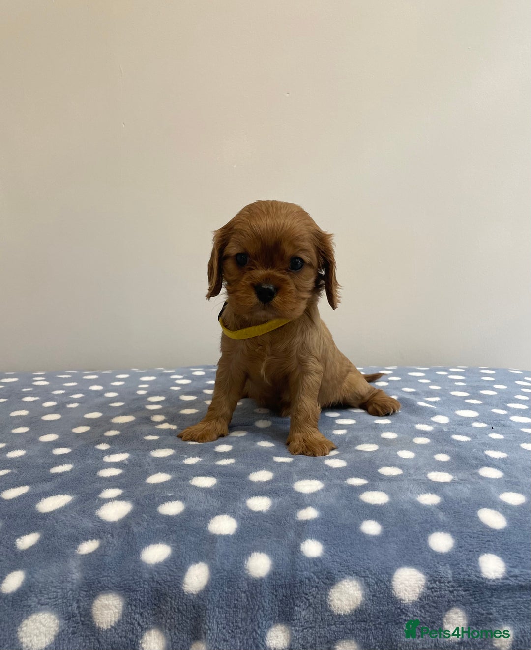 Cavalier King Charles Spaniel dogs for sale: Cavalier King Charles  - Image 33