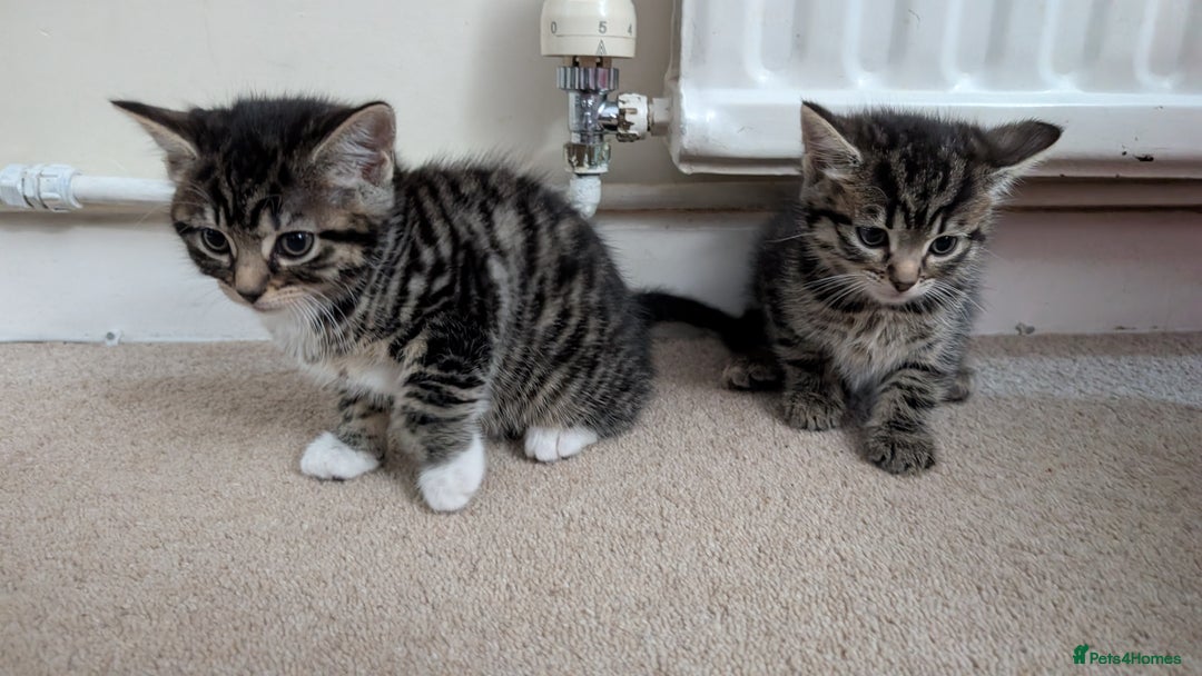 Mixed Breed cats for sale: 2 female kittens available  - Advert 4