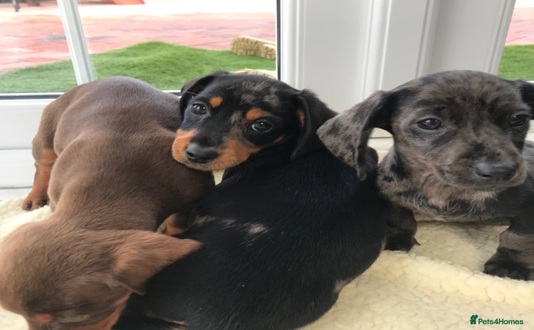 Dachshund dogs - Advert 2