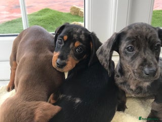 Dachshund dogs - Advert 12