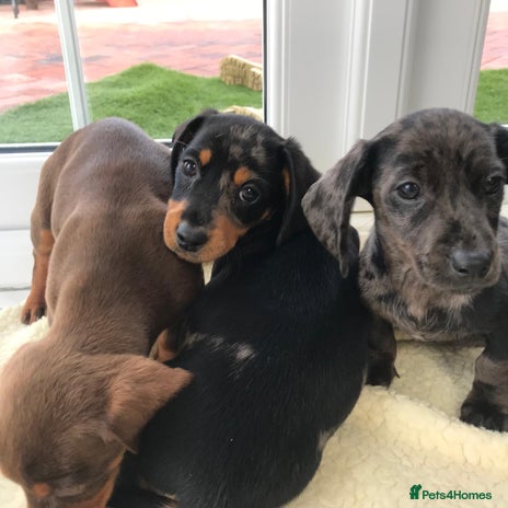 Dachshund dogs - Advert 2