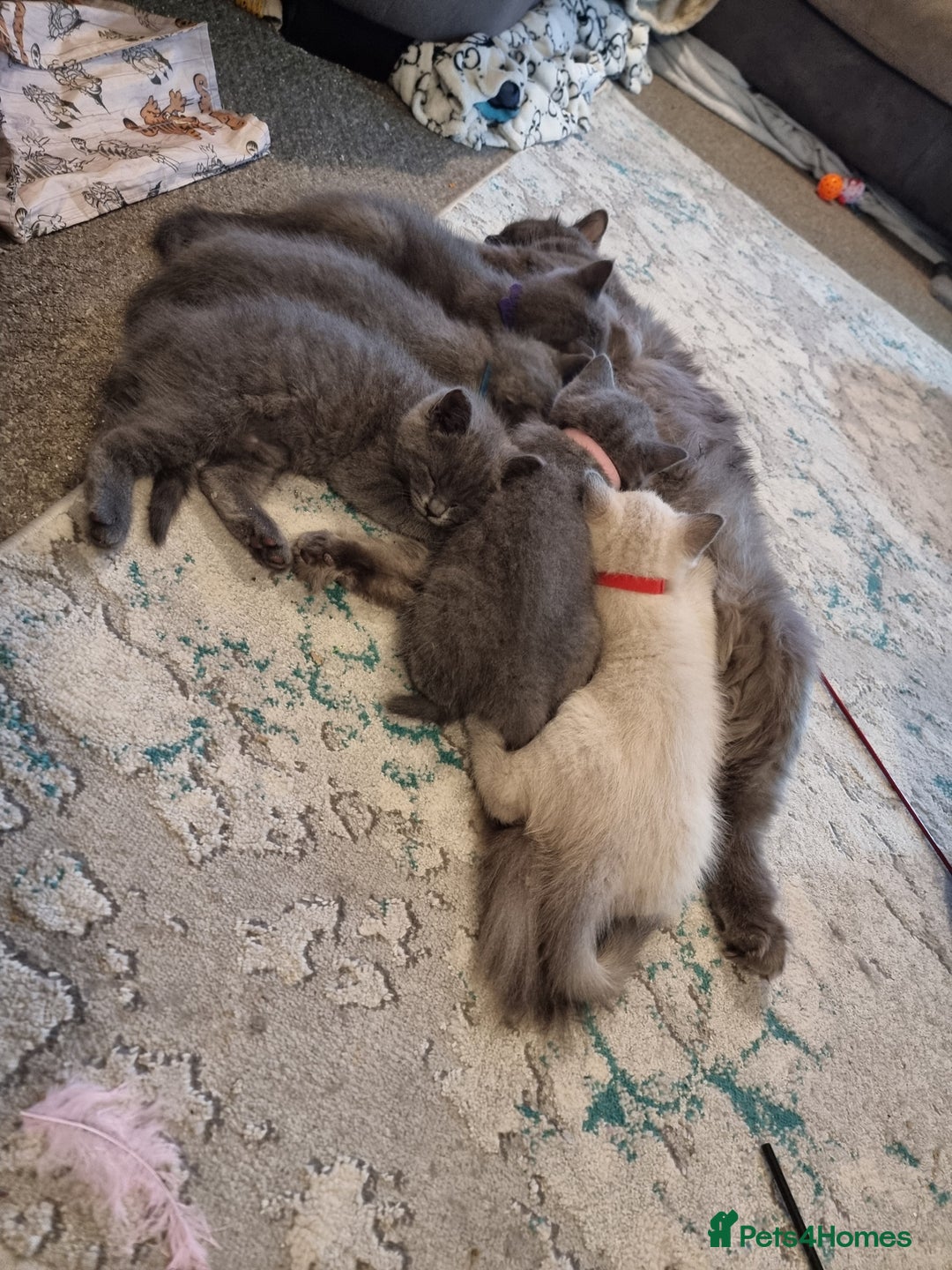 British Shorthair cats for sale: Beautiful chunky BSH kittens - Advert 15