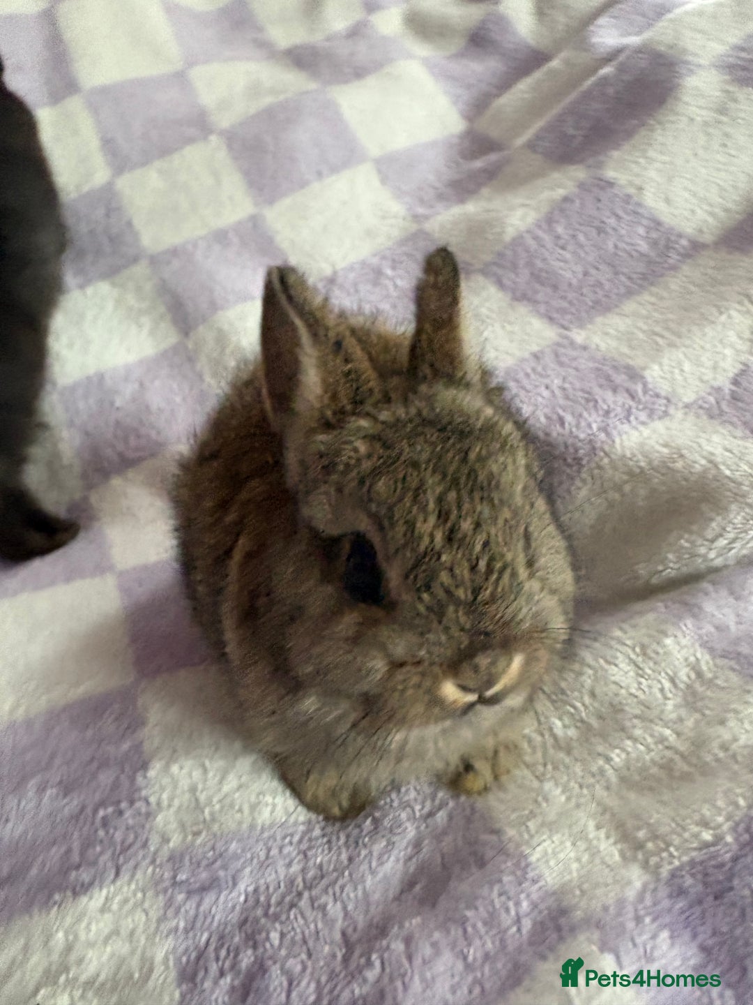 Netherland Dwarf rabbits for sale: 3 agouti netherland dwarf girls left  - Advert 1