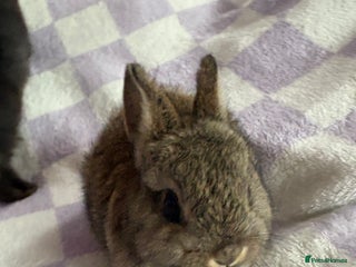 Netherland Dwarf rabbits 3 agouti netherland dwarf girls left - Advert 2
