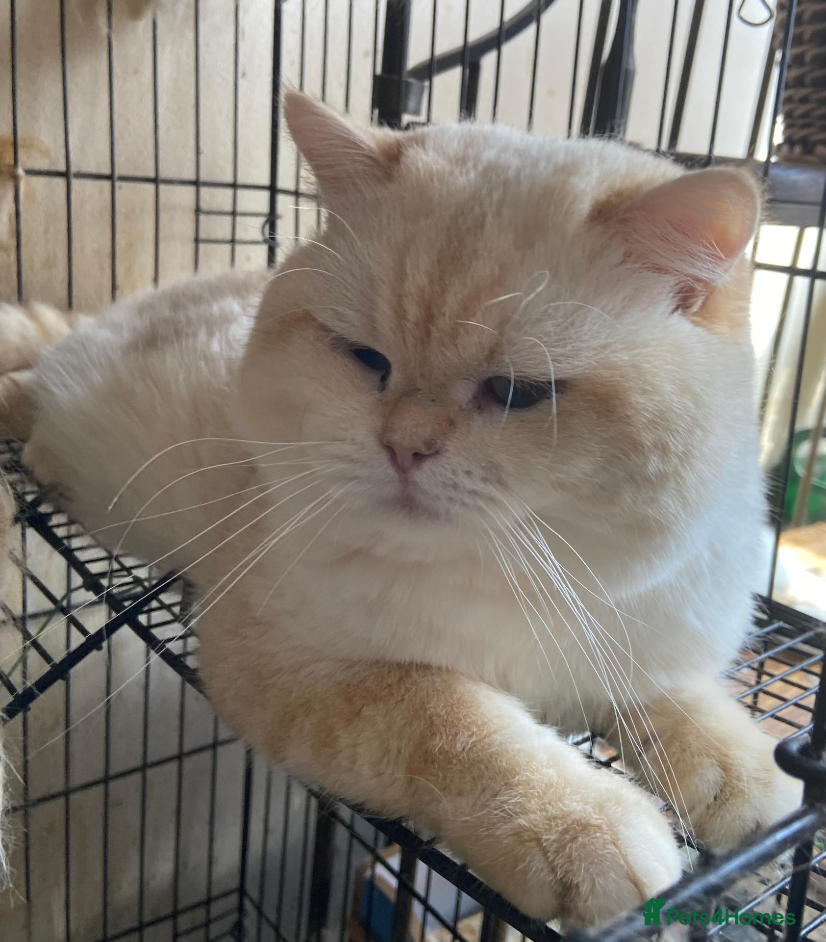 British Shorthair cats Full Pedigree British short hair kittens  - Advert 3
