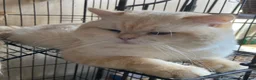 British Shorthair cats for sale: Full Pedigree British short hair kittens  - Advert 28