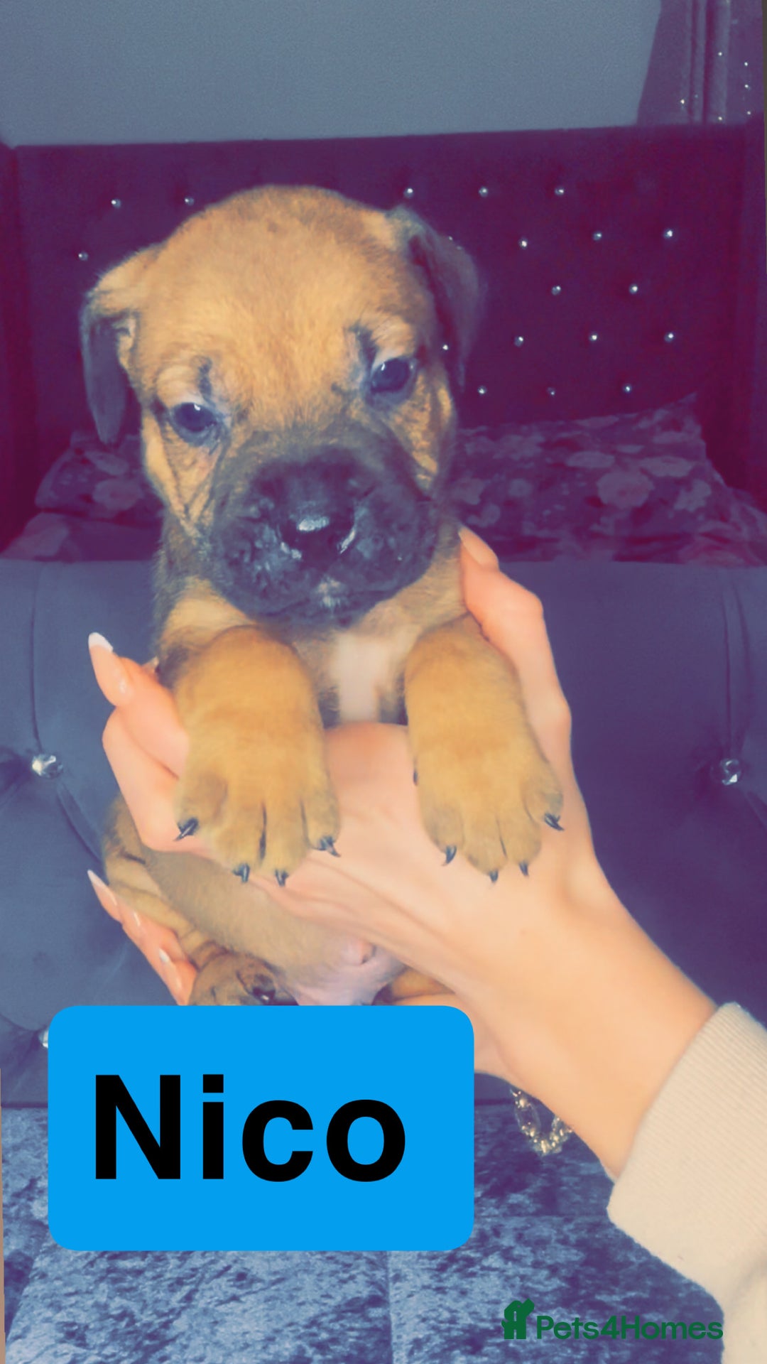 Mixed Breed dogs for sale: Mastiff puppies - Advert 12