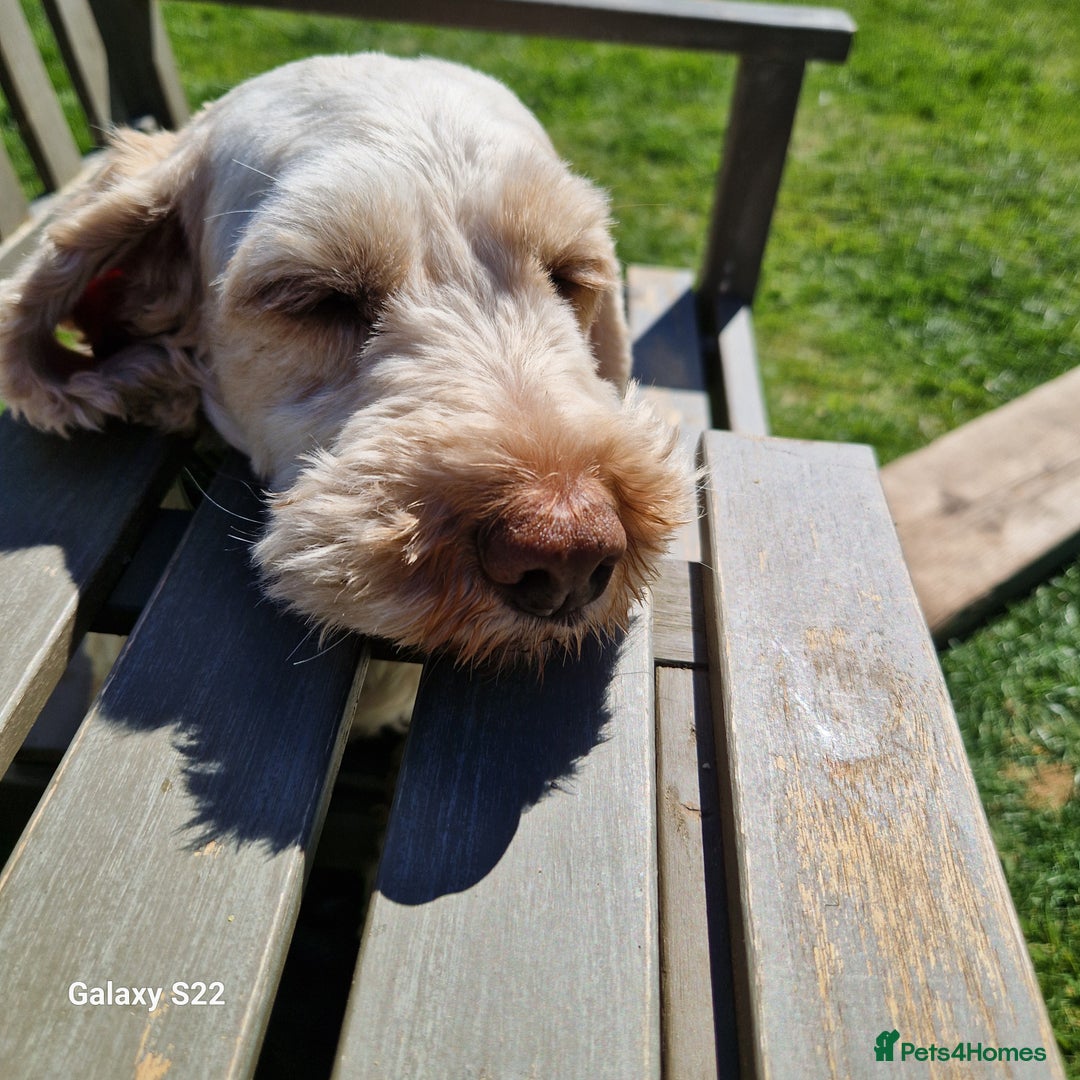 Cockapoo dogs for sale: Cockapoo - Advert 16