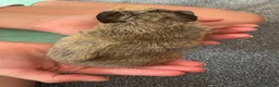Guinea Pig rodents for sale: Guinea Pig babies  - Advert 5