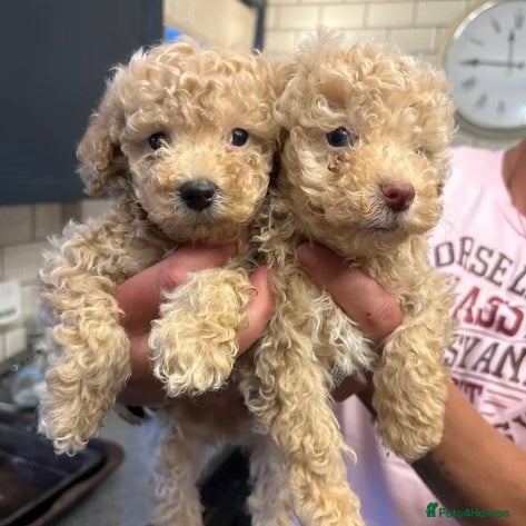 Miniature Poodle dogs Beautiful miniature cream poodles - Advert 1