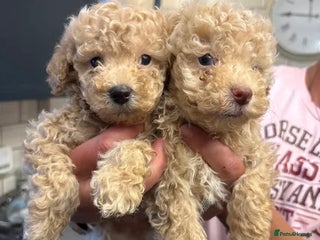 Miniature Poodle dogs Beautiful miniature cream poodles - Advert 6
