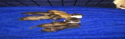 Shih Tzu dogs for sale: 5 beautiful shih tzu puppies - Advert 2
