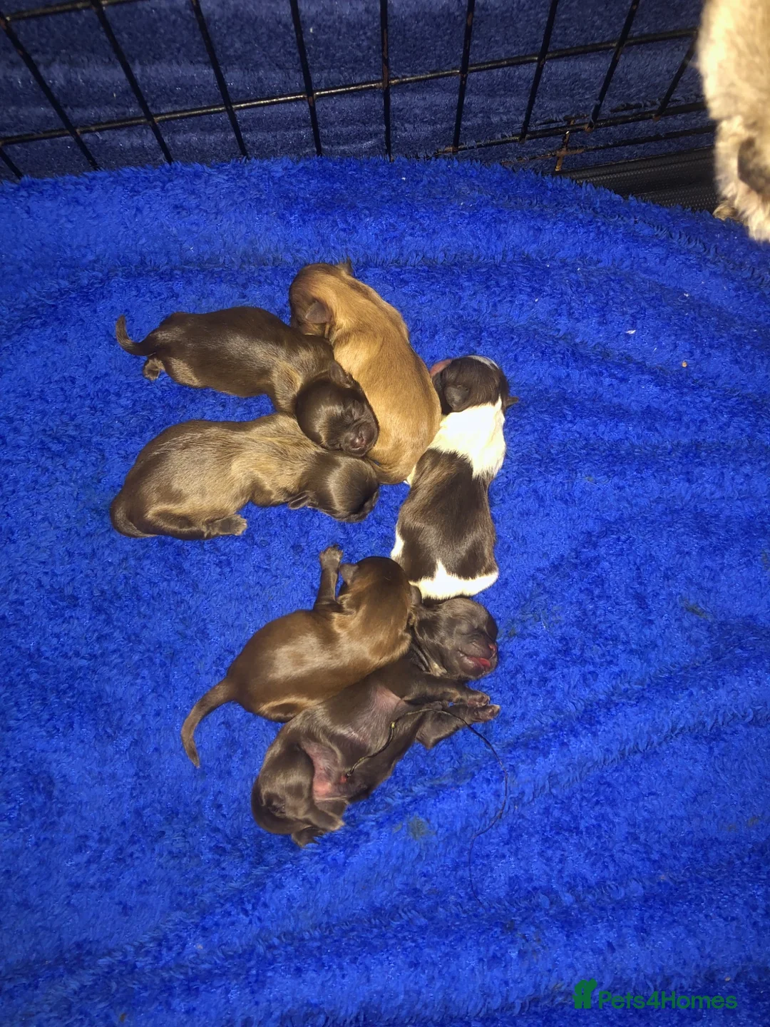 Shih Tzu dogs for sale: 5 beautiful shih tzu puppies - Advert 2