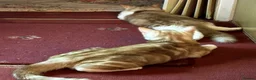 Domestic Shorthair cats for sale: 5 Beautiful Kittens - Advert 33