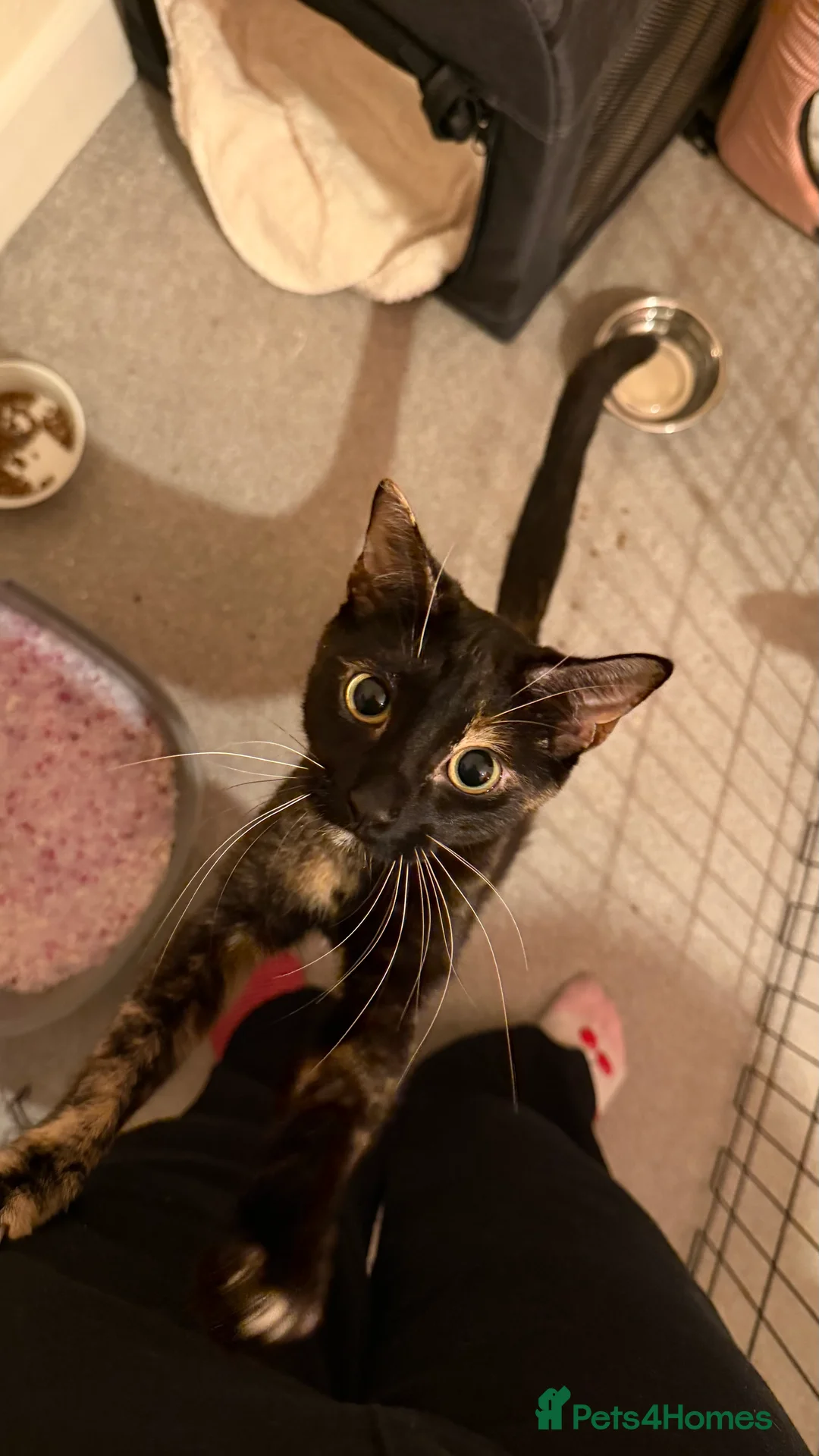 Mixed Breed cats for sale: Beautiful kittens  in Lutterworth - Advert 1