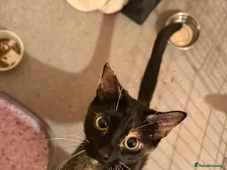 Mixed Breed cats Beautiful kittens - Advert 1