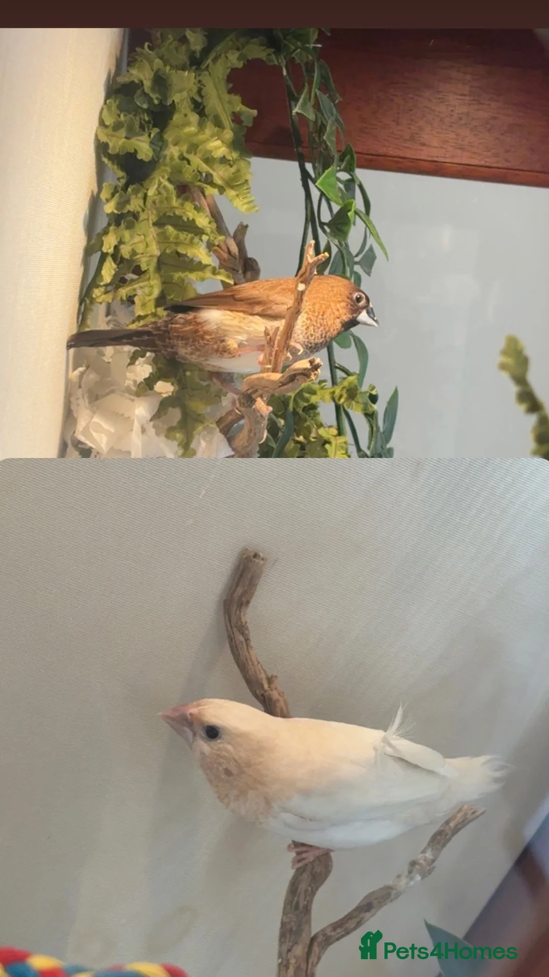 Finches birds for sale: Benglease / society finch x2  in Dukinfield - Advert 2