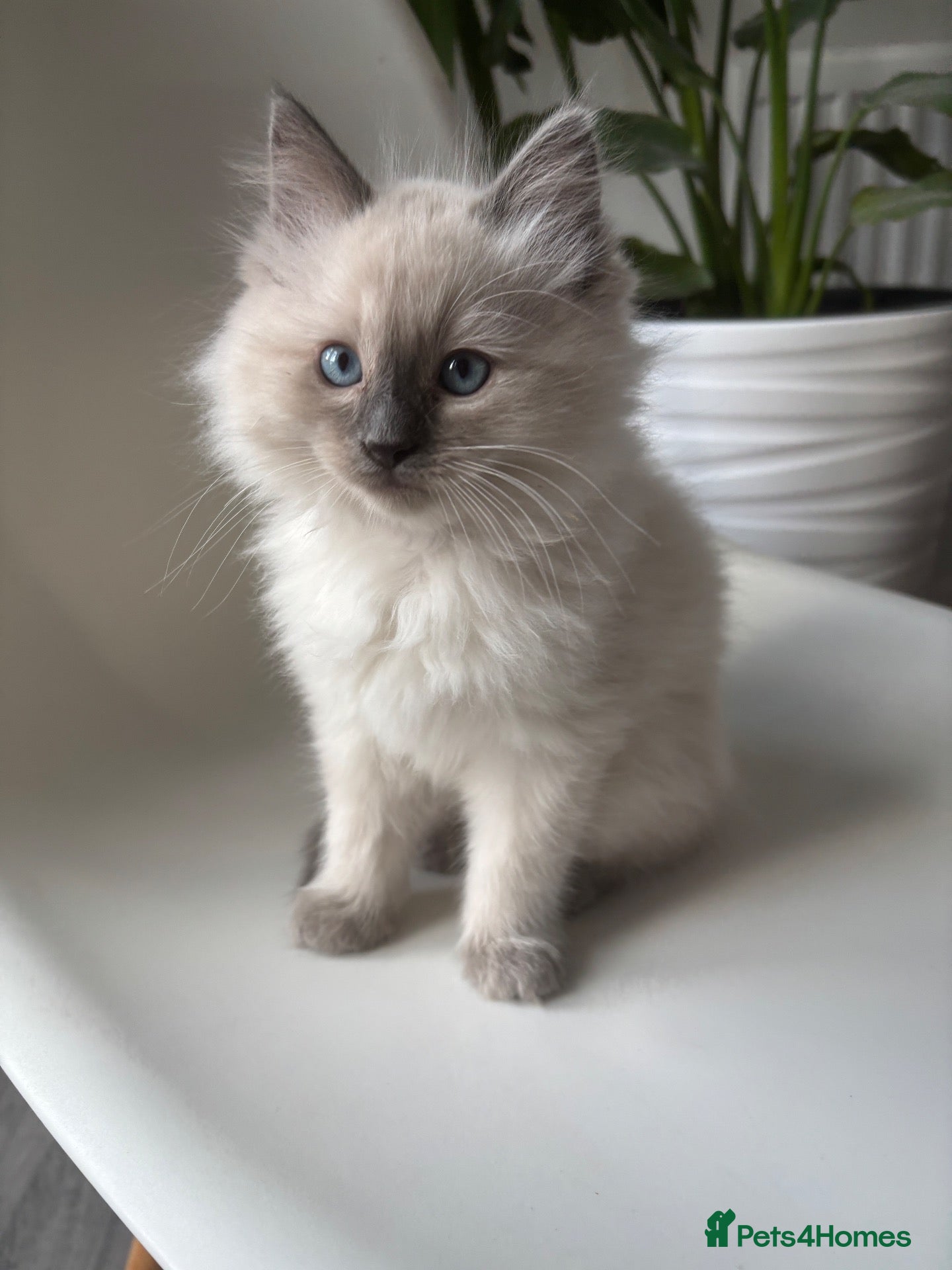 Ragdoll cats Only 2 left, Blue mitted,large-sized line Ragdolls - Advert 2