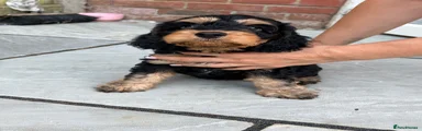 Cockapoo 1